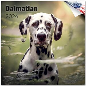 2023 2024 dalmatian calendar - dog breed monthly wall calendar - 12 x 24 open - thick no-bleed paper - giftable - academic teacher's planner calendar organizing & planning - made in usa