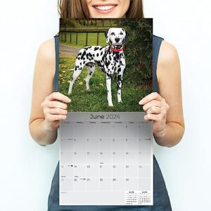 2023 2024 Dalmatian Calendar - Dog Breed Monthly Wall Calendar - 12 x 24 Open - Thick No-Bleed Paper - Giftable - Academic Teacher's Planner Calendar Organizing & Planning - Made in USA