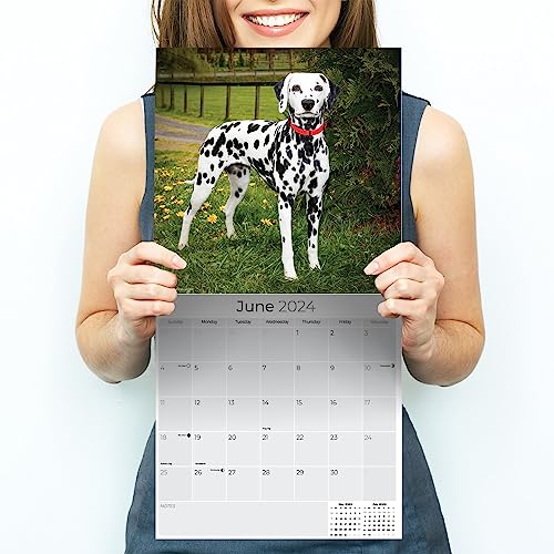 2023 2024 Dalmatian Calendar - Dog Breed Monthly Wall Calendar - 12 x 24 Open - Thick No-Bleed Paper - Giftable - Academic Teacher's Planner Calendar Organizing & Planning - Made in USA