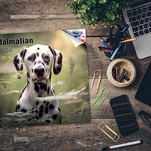 2023 2024 Dalmatian Calendar - Dog Breed Monthly Wall Calendar - 12 x 24 Open - Thick No-Bleed Paper - Giftable - Academic Teacher's Planner Calendar Organizing & Planning - Made in USA