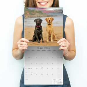 2023 2024 Labrador Retriever Calendar Mixed - Dog Breed Monthly Wall Calendar - 12 x 24 Open - Thick No-Bleed Paper - Giftable - Academic Teacher's Planner Calendar Organizing & Planning - Made in USA