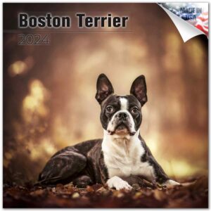 2023 2024 boston terrier calendar - dog breed monthly wall calendar - 12 x 24 open - thick no-bleed paper - giftable - academic teacher's planner calendar organizing & planning - made in usa