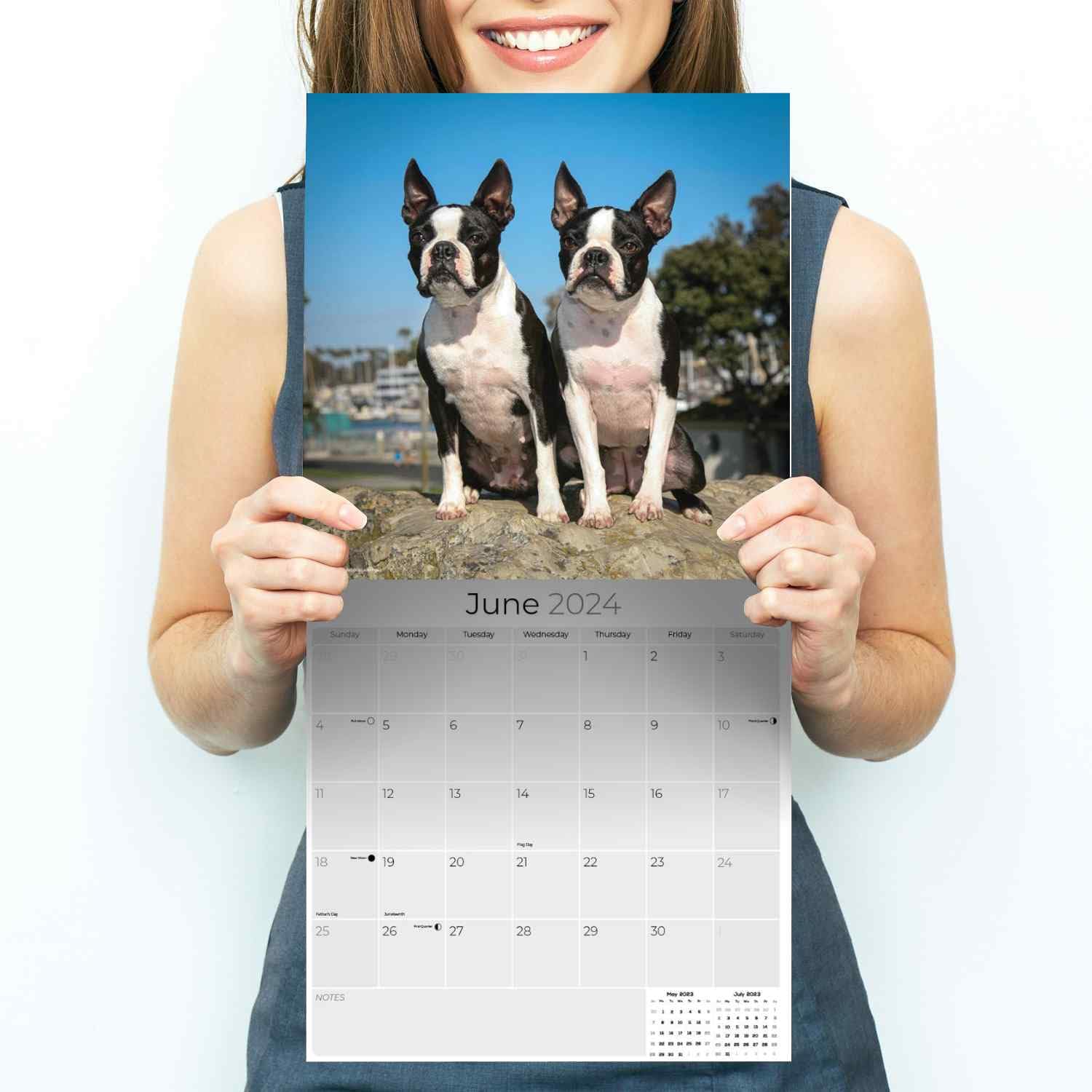 2023 2024 Boston Terrier Calendar - Dog Breed Monthly Wall Calendar - 12 x 24 Open - Thick No-Bleed Paper - Giftable - Academic Teacher's Planner Calendar Organizing & Planning - Made in USA