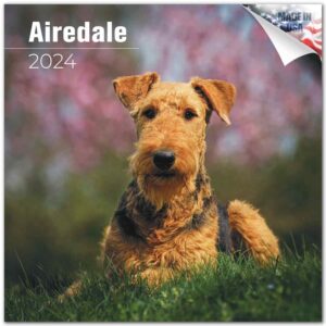 2023 2024 airedale calendar - dog breed monthly wall calendar - 12 x 24 open - thick no-bleed paper - giftable - academic teacher's planner calendar organizing & planning - made in usa