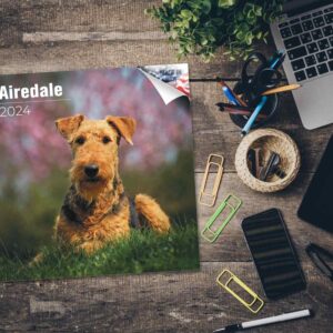 2023 2024 Airedale Calendar - Dog Breed Monthly Wall Calendar - 12 x 24 Open - Thick No-Bleed Paper - Giftable - Academic Teacher's Planner Calendar Organizing & Planning - Made in USA