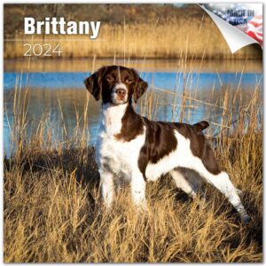 2023 2024 brittany spaniel calendar - dog breed monthly wall calendar - 12 x 24 open - thick no-bleed paper - giftable - academic teacher's planner calendar organizing & planning - made in usa