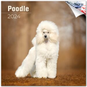 2023 2024 poodle calendar - dog breed monthly wall calendar - 12 x 24 open - thick no-bleed paper - giftable - academic teacher's planner calendar organizing & planning - made in usa