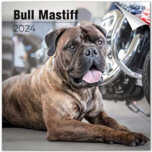 2023 2024 bull mastiff calendar - dog breed monthly wall calendar - 12 x 24 open - thick no-bleed paper - giftable - academic teacher's planner calendar organizing & planning