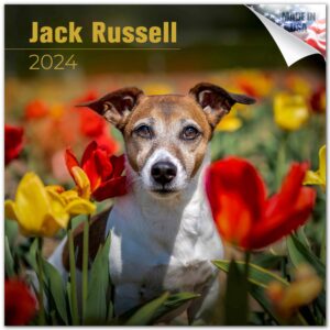 2023 2024 jack russell calendar - dog breed monthly wall calendar - 12 x 24 open - thick no-bleed paper - giftable - academic teacher's planner calendar organizing & planning - made in usa