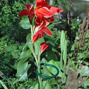 Green 36 inch Single Stem Plant Stakes Flower Support Rings, Pack of 10,Gardening Planter Cages for Single Stem Flowers, Amaryllis,Peony, Lily,Narcissus