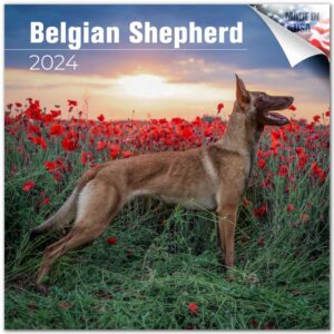 2023 2024 belgian shepherd calendar - dog breed monthly wall calendar - 12 x 24 open - thick no-bleed paper - giftable - academic teacher's planner calendar organizing & planning - made in usa
