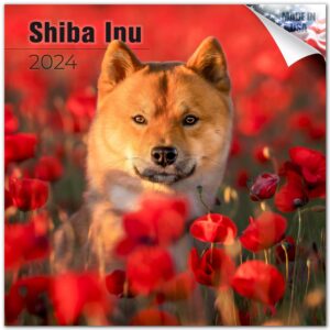 2023 2024 shiba inu calendar - dog breed monthly wall calendar - 12 x 24 open - thick no-bleed paper - giftable - academic teacher's planner calendar organizing & planning - made in usa