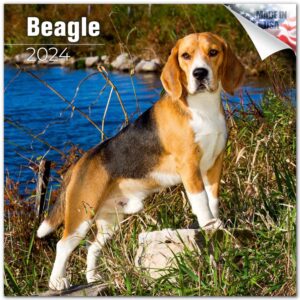 2023 2024 beagle calendar - dog breed monthly wall calendar - 12 x 24 open - thick no-bleed paper - giftable - academic teacher's planner calendar organizing & planning - made in usa