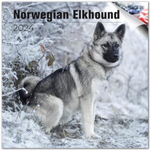 2023 2024 norwegian elkhound calendar - dog breed monthly wall calendar - 12 x 24 open - thick no-bleed paper - giftable - academic teacher's planner calendar organizing & planning - made in usa