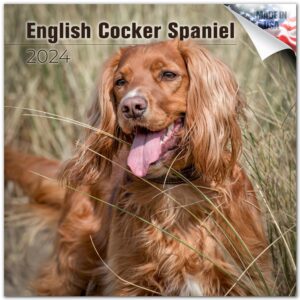 2023 2024 english cocker spaniel calendar - dog breed monthly wall calendar - 12 x 24 open - thick no-bleed paper - giftable - academic teacher's planner calendar organizing & planning - made in usa