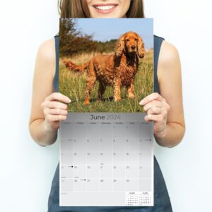 2023 2024 English Cocker Spaniel Calendar - Dog Breed Monthly Wall Calendar - 12 x 24 Open - Thick No-Bleed Paper - Giftable - Academic Teacher's Planner Calendar Organizing & Planning - Made in USA