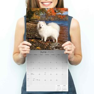 2023 2024 American Eskimo Dog Calendar - Dog Breed Monthly Wall Calendar - 12 x 24 Open - Thick No-Bleed Paper - Giftable - Academic Teacher's Planner Calendar Organizing & Planning - Made in USA