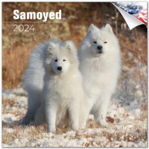 2023 2024 samoyed calendar - dog breed monthly wall calendar - 12 x 24 open - thick no-bleed paper - giftable - academic teacher's planner calendar organizing & planning - made in usa