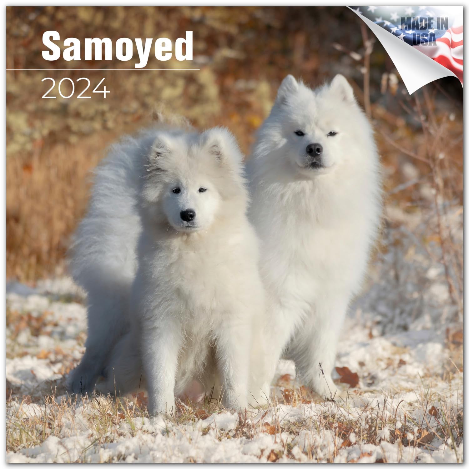 2023 2024 Samoyed Calendar - Dog Breed Monthly Wall Calendar - 12 x 24 Open - Thick No-Bleed Paper - Giftable - Academic Teacher's Planner Calendar Organizing & Planning - Made in USA