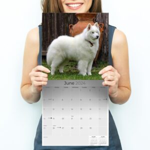 2023 2024 Samoyed Calendar - Dog Breed Monthly Wall Calendar - 12 x 24 Open - Thick No-Bleed Paper - Giftable - Academic Teacher's Planner Calendar Organizing & Planning - Made in USA