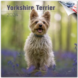 2023 2024 yorkshire terrier calendar - dog breed monthly wall calendar - 12 x 24 open - thick no-bleed paper - giftable - academic teacher's planner calendar organizing & planning - made in usa