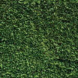 sjoloon 8x8ft green leaves backdrop grass backdrop natural green lawn party photography backdrop birthday newborn baby lover wedding photo studio props 10923