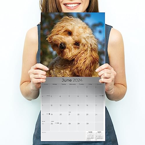 2023 2024 Cavapoo Calendar - Dog Breed Monthly Wall Calendar - 12 x 24 Open - Thick No-Bleed Paper - Giftable - Academic Teacher's Planner Calendar Organizing & Planning