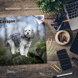 2023 2024 Cavapoo Calendar - Dog Breed Monthly Wall Calendar - 12 x 24 Open - Thick No-Bleed Paper - Giftable - Academic Teacher's Planner Calendar Organizing & Planning