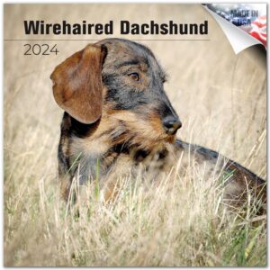 2023 2024 wirehaired dachshund calendar - dog breed monthly wall calendar - 12 x 24 open - thick no-bleed paper - giftable - academic teacher's planner calendar organizing & planning - made in usa