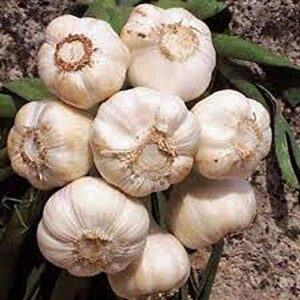 garlic bulb (8 pack), fresh california softneck garlic bulb for planting and growing your own garlic
