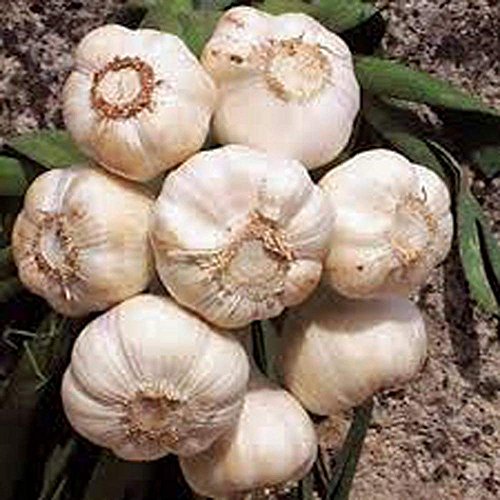 Garlic Bulb (8 Pack), Fresh California SOFTNECK Garlic Bulb for Planting and Growing Your OWN Garlic