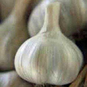 Garlic Bulb (8 Pack), Fresh California SOFTNECK Garlic Bulb for Planting and Growing Your OWN Garlic