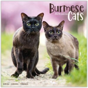 2023 2024 burmese cats calendar - cute animal monthly wall calendar - 12 x 24 open - thick no-bleed paper - giftable - academic teacher's planner calendar organizing & planning