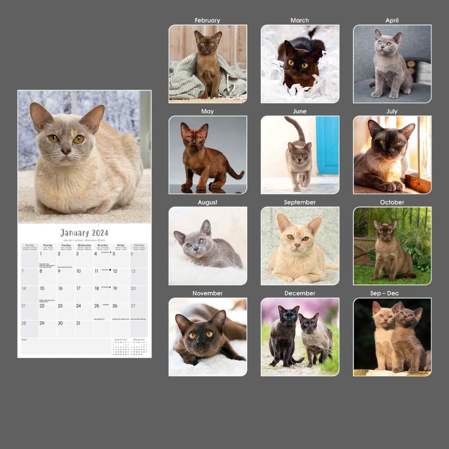 2023 2024 Burmese Cats Calendar - Cute Animal Monthly Wall Calendar - 12 x 24 Open - Thick No-Bleed Paper - Giftable - Academic Teacher's Planner Calendar Organizing & Planning