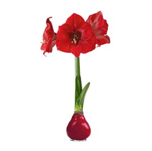 waxed amaryllis bulb - valentine's red - easy care, no watering needed - beautiful live décor
