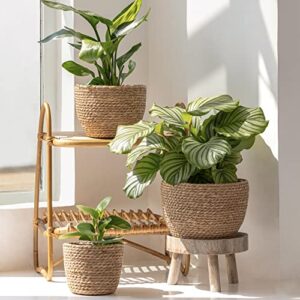 La Jolíe Muse Seagrass Planter Basket Indoor, Flower Pots Cover, Plant Containers, Natural(3-Pack) 10.2"+8.7"+6.7"