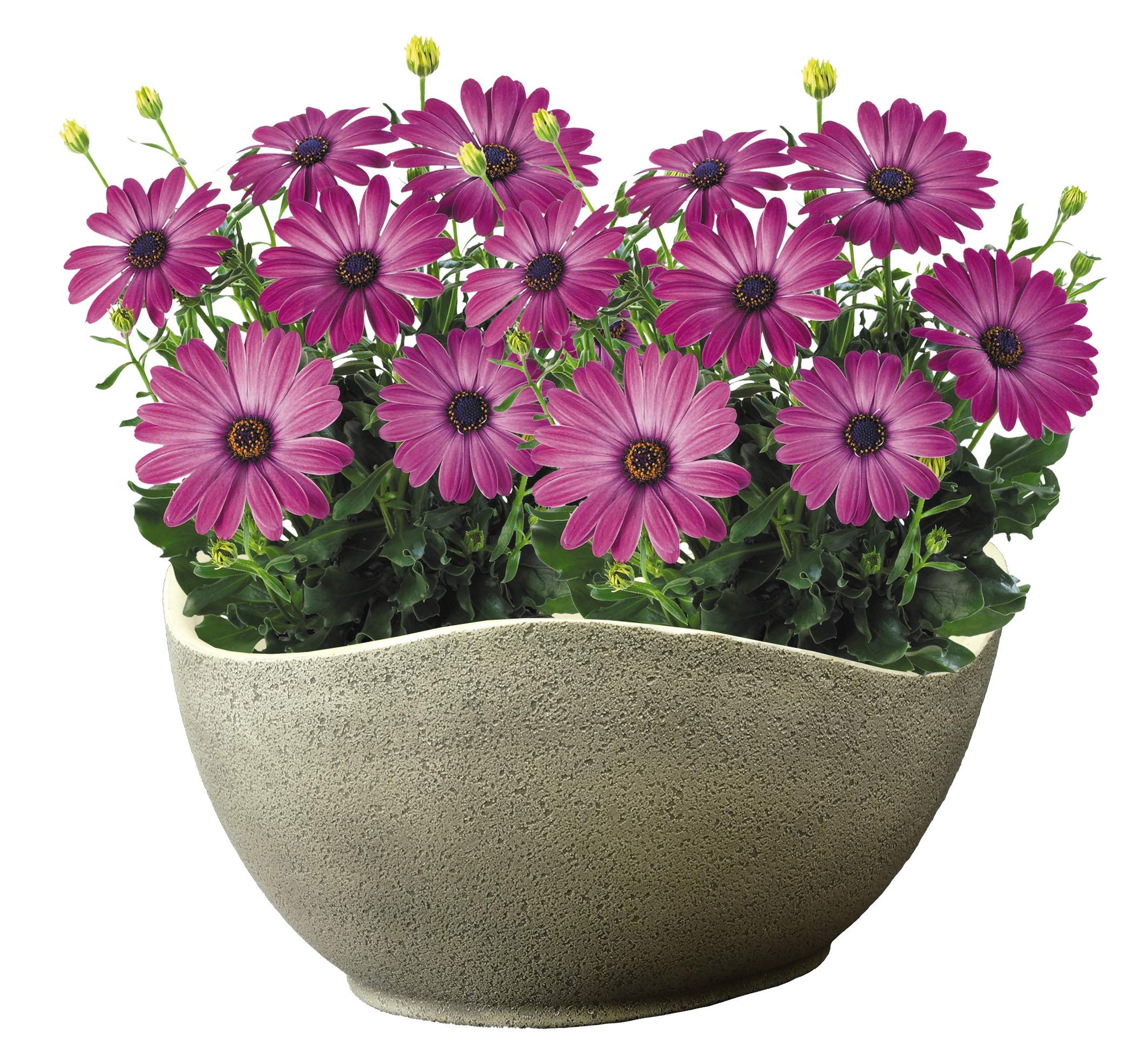 Classic Home and Garden Arc Pot 12" - Stone