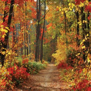 lywygg 10x10ft autumn scenery deciduous background vinyl deciduous mountain road photography backdrop tree and yellow fall leaves view background studio props cp-67-1010