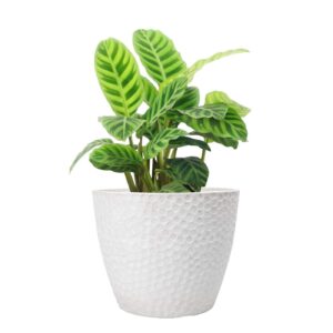 la jolie muse outdoor planters indoor flower pots - 9.4 inch planter pot containers, white plant pots,honeycomb