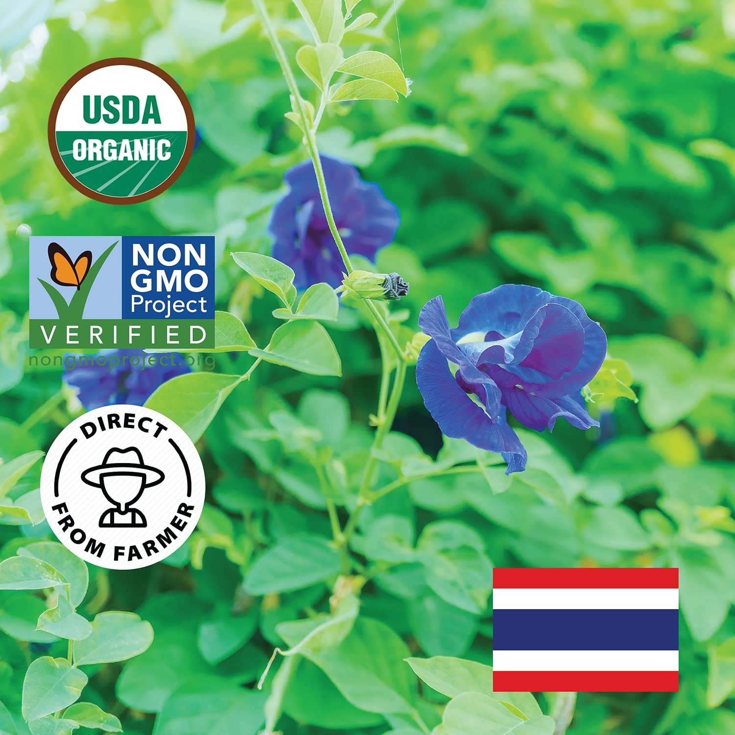 INCAS 100% USDA Organic Butterfly Pea Flower 4.41 oz (375+ Cups) DIRECT FROM SOURCE Thailand Non GMO Verified Dried Caffeine Free Gluten Free Vegan Rich in Antioxidants Free eBook