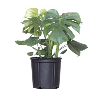 united nursery monstera deliciosa, split leaf philodendron, swiss cheese plant live indoor outdoor house plant in 9.25 inch grower pot, fresh from our florida farm