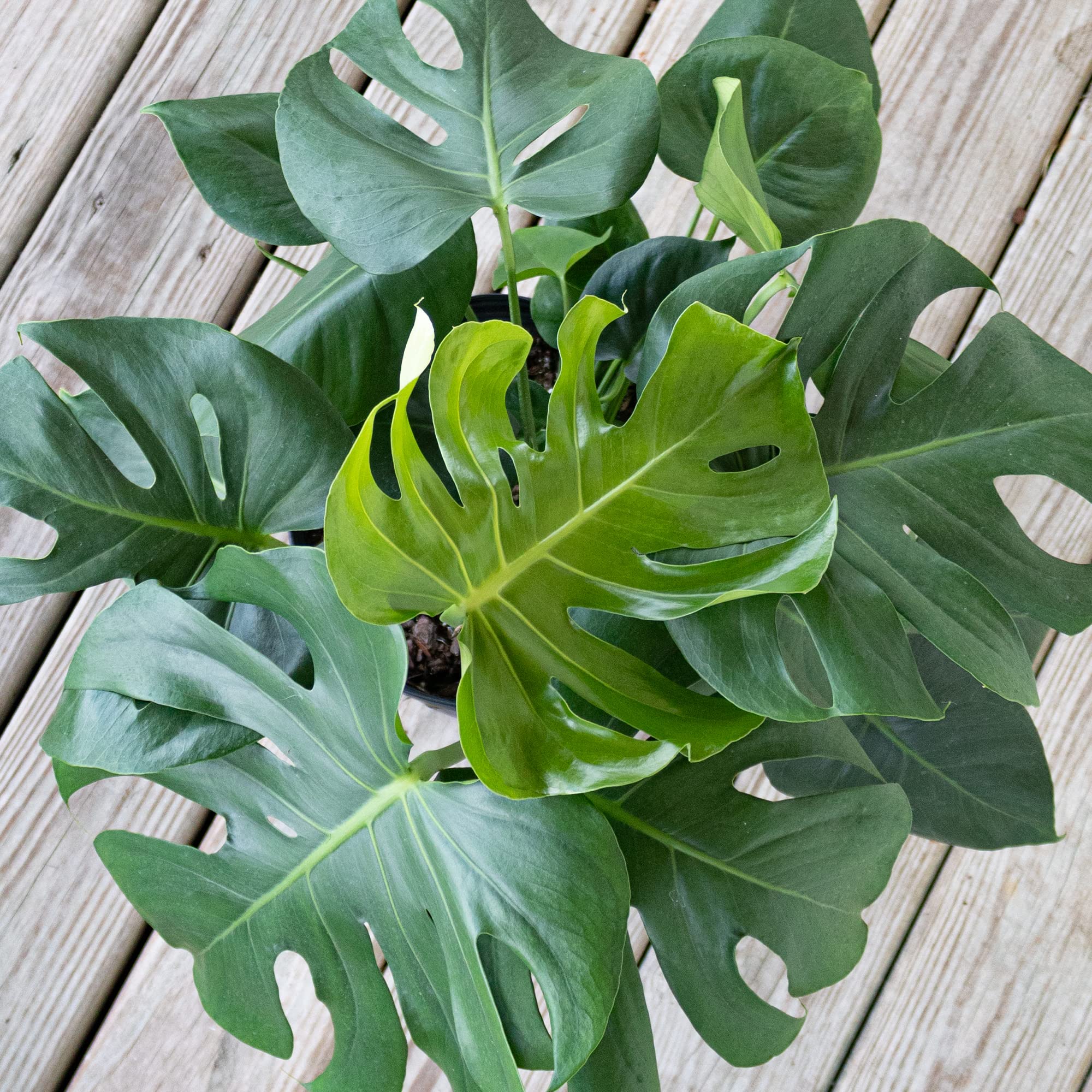 United Nursery Monstera Deliciosa, Split Leaf Philodendron, Swiss Cheese Plant Live Indoor Outdoor House Plant in 9.25 inch Grower Pot, Fresh from Our Florida Farm