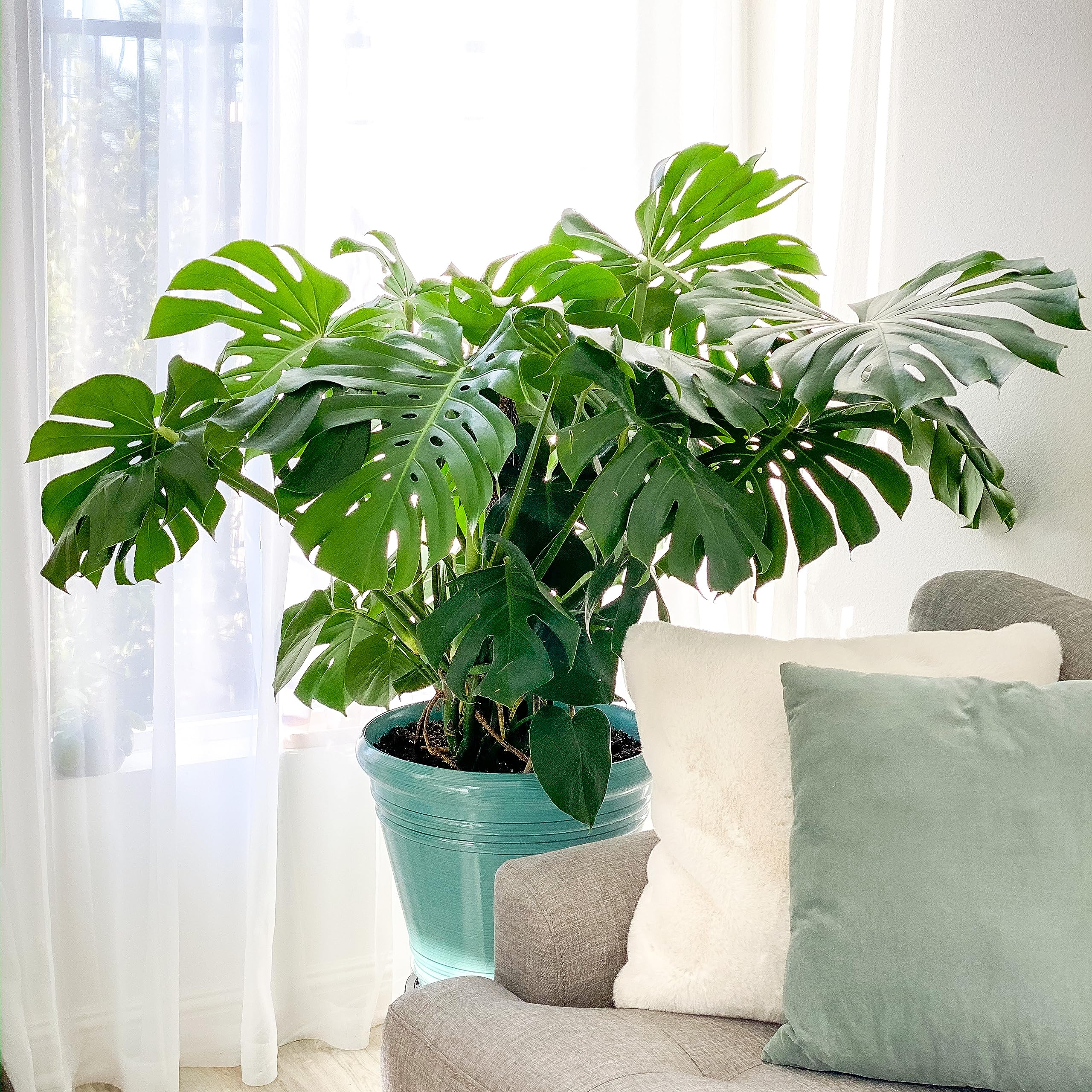 United Nursery Monstera Deliciosa, Split Leaf Philodendron, Swiss Cheese Plant Live Indoor Outdoor House Plant in 9.25 inch Grower Pot, Fresh from Our Florida Farm