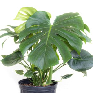 United Nursery Monstera Deliciosa, Split Leaf Philodendron, Swiss Cheese Plant Live Indoor Outdoor House Plant in 9.25 inch Grower Pot, Fresh from Our Florida Farm