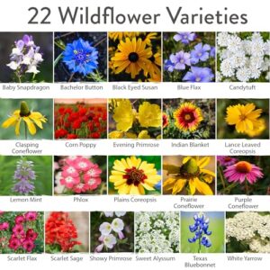 HOME GROWN 130,000+ Pure Wildflower Seeds - Premium Texas Flower Seeds [3 Oz] Perennial Garden Seeds for Birds & Butterflies - Wild Flowers Bulk Seeds Perennial: 22 Varieties Flower Seed for Planting