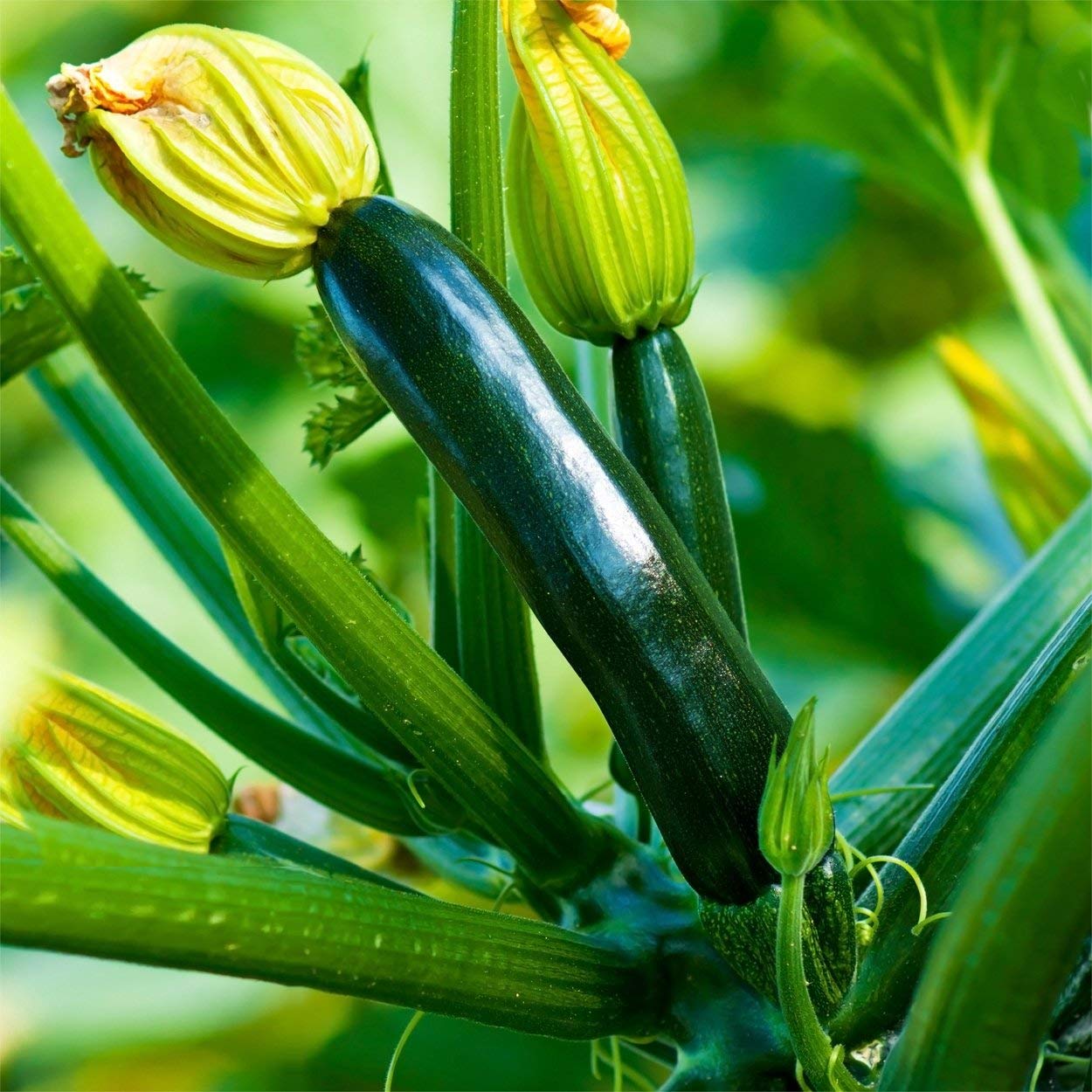 The Old Farmer's Almanac Heirloom Summer Squash Seeds (Black Beauty Zucchini) - Approx 50 Seeds - Non-GMO, Open Pollinated, USA Origin