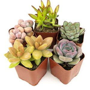 Altman Plants, Live Succulents Plants Live Houseplants (5PK), Succulent Plants Live Indoor Plants, Live Plants Indoor Live House Plants, Succulent Plant Kit, Live Cactus Plants Live in Succulent Soil