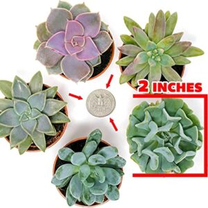 Altman Plants, Live Succulents Plants Live Houseplants (5PK), Succulent Plants Live Indoor Plants, Live Plants Indoor Live House Plants, Succulent Plant Kit, Live Cactus Plants Live in Succulent Soil