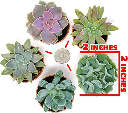 Altman Plants, Live Succulents Plants Live Houseplants (5PK), Succulent Plants Live Indoor Plants, Live Plants Indoor Live House Plants, Succulent Plant Kit, Live Cactus Plants Live in Succulent Soil