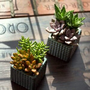 Altman Plants, Live Succulents Plants Live Houseplants (5PK), Succulent Plants Live Indoor Plants, Live Plants Indoor Live House Plants, Succulent Plant Kit, Live Cactus Plants Live in Succulent Soil